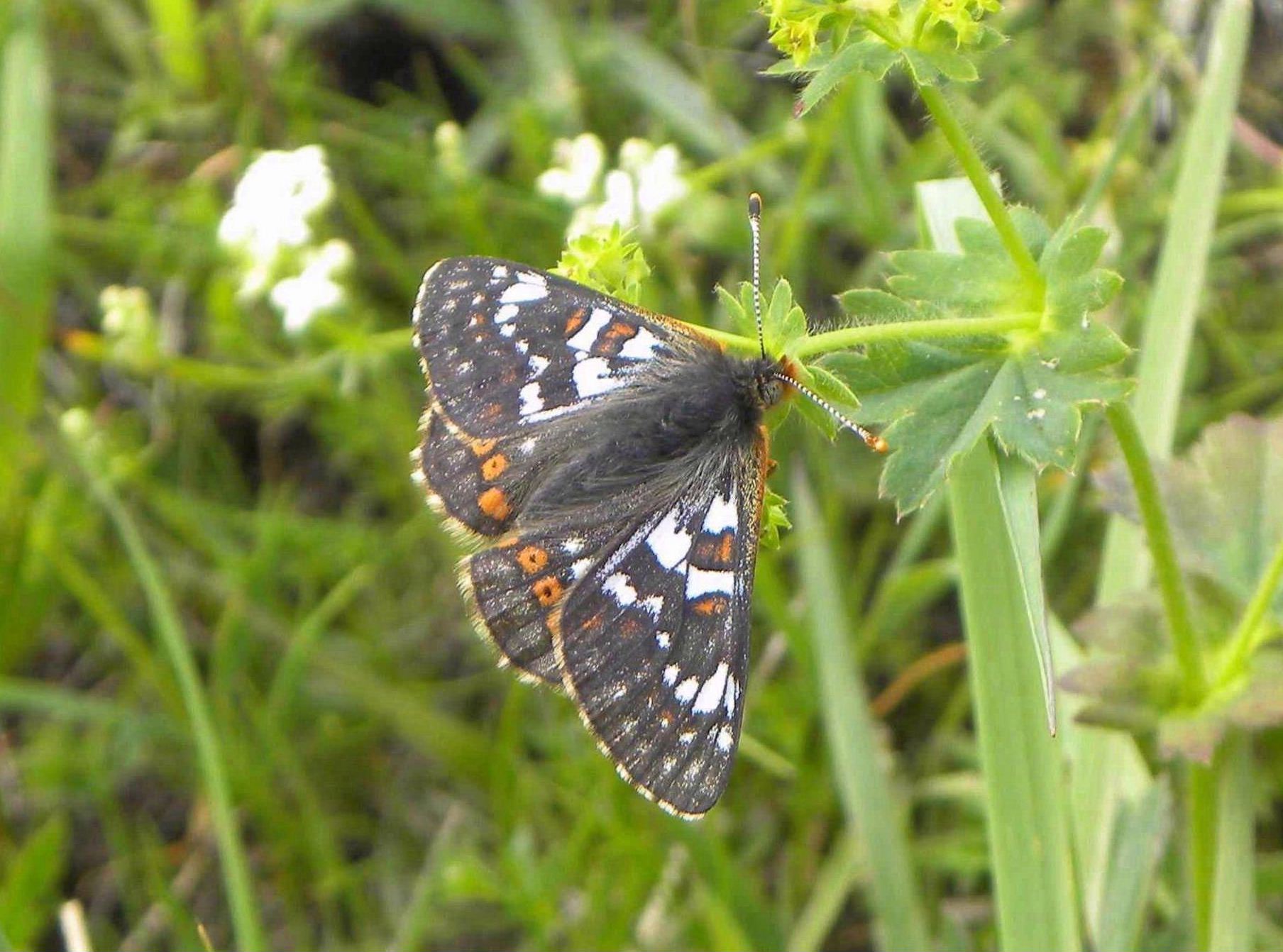 farfalla da determinare  - Euphydryas cynthia